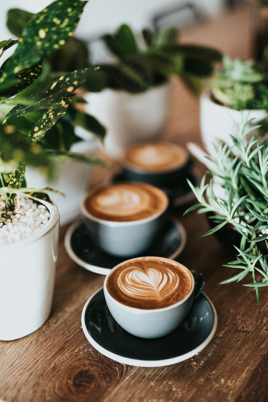Lattes on a table with plants
